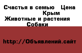 Счастья в семью › Цена ­ 30 000 - Крым Животные и растения » Собаки   